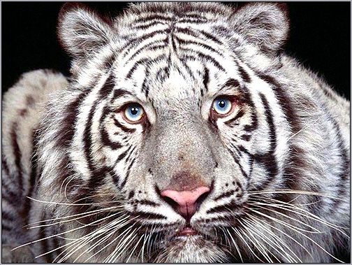 Белый тигр (Panthera tigris). Фото, фотография