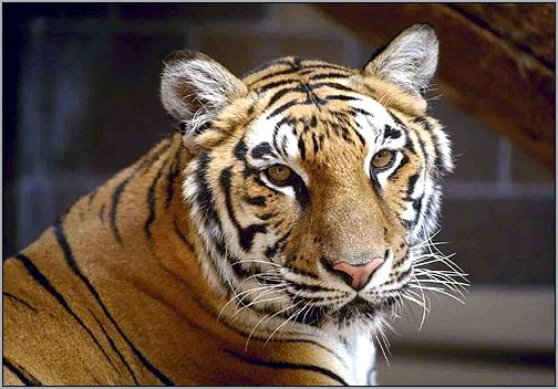 Тигр (Panthera tigris). Фото, фотография