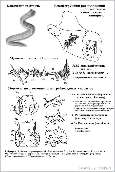 Обеспечивает состояние предварительной