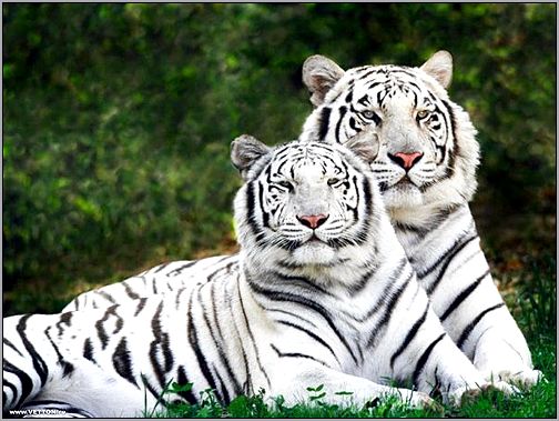 Белые бенгальские тигры (Panthera tigris bengalensis). Фото, фотография