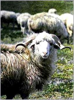 Тушинские овцы