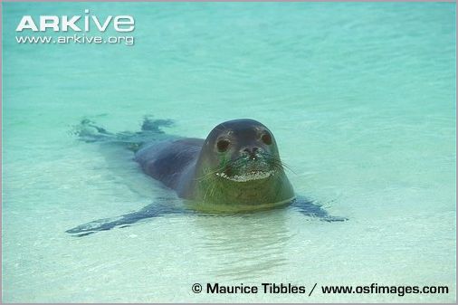 Тюлень-монах, белобрюхий тюлень (Monachus schauinslandi). Фото, фотография