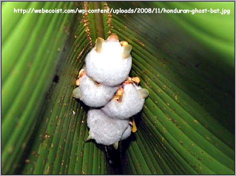 Белый листонос (Ectophylla alba). Фото, фотография c http://webecoist.com/wp-content/uploads/2008/11/honduran-ghost-bat.jpg
