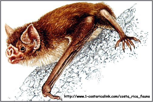 Обыкновенный вампир, десмод (Desmodus rotundus). Картинка, рисунок с http://www.1-costaricalink.com/costa_rica_fauna/wildlife_images\common_vampire_bat.jpg