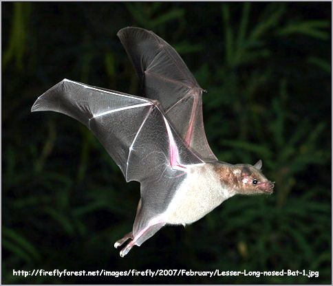 Соссюров листонос (Leptonycteris yerbabuenae). Фото, фотография с http://fireflyforest.net/images\firefly/2007/February/Lesser-Long-nosed-Bat-1.jpg
