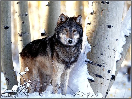 Серый волк (Canis lupus). Фото, фотография