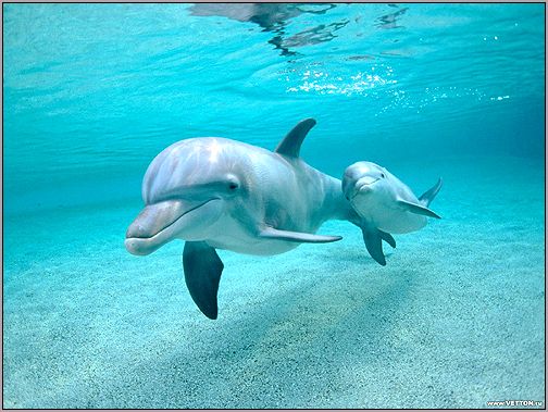 Бутылконосый дельфин, афалина (Tursiops truncatus). Фото, фотография