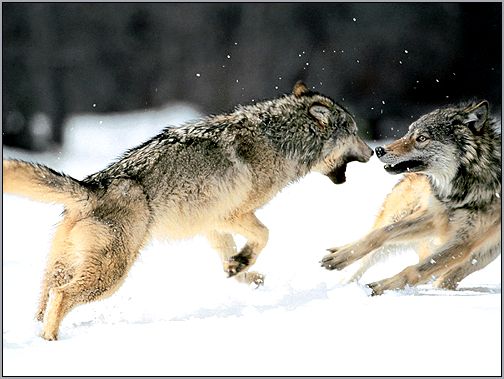 Серые волки (Canis lupus). Фото, фотография