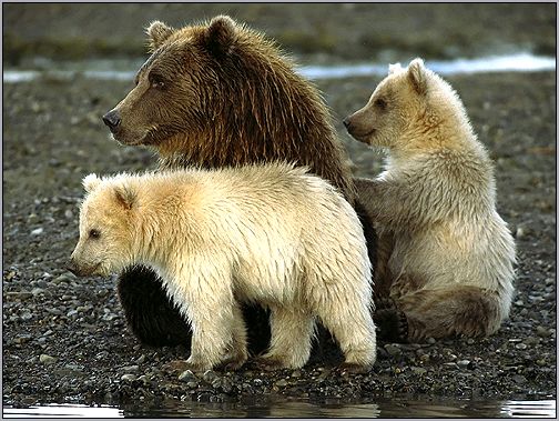 Медведица с двумя медвежатами. Фото, фотография