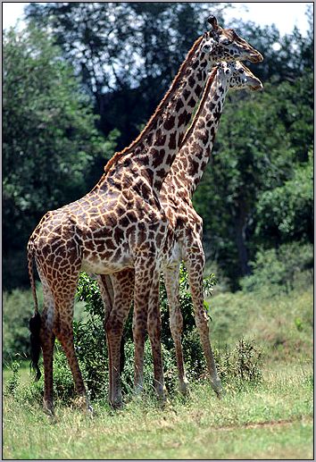 Жираф (Giraffa camelopardalis). Фото, фотография